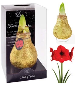 XL Wachs-Amaryllis 'Touch Of Magic' Gold -Gartenpflanzen Geschäft 8899064266782