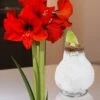 XL Wachs-Amaryllis 'Touch Of Glamour' Weiß