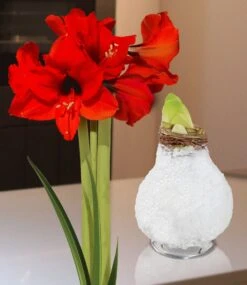 XL Wachs-Amaryllis 'Touch Of Glamour' Weiß