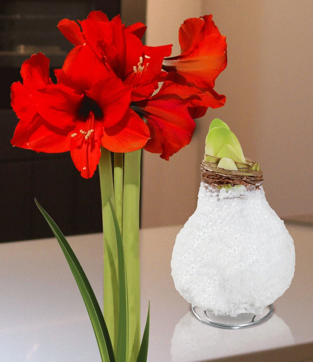 XL Wachs-Amaryllis 'Touch Of Glamour' Weiß 3 XL Wachs-Amaryllis 'Touch Of Glamour' Weiß