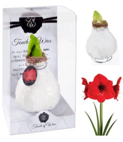 XL Wachs-Amaryllis 'Touch Of Glamour' Weiß 7 XL Wachs-Amaryllis 'Touch Of Glamour' Weiß -Gartenpflanzen Geschäft 8899064954910