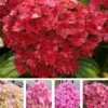 5-Stufen Hortensie 'Together®' -Gartenpflanzen Geschäft 8910731706398