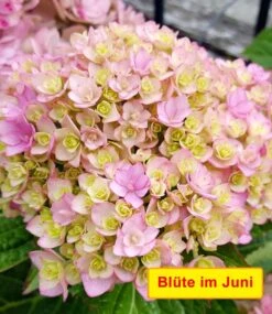 5-Stufen Hortensie 'Together®' -Gartenpflanzen Geschäft 8910731771934