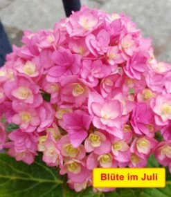 5-Stufen Hortensie 'Together®' -Gartenpflanzen Geschäft 8910731837470