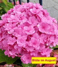 5-Stufen Hortensie 'Together®' -Gartenpflanzen Geschäft 8910731903006