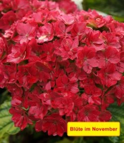 5-Stufen Hortensie 'Together®' -Gartenpflanzen Geschäft 8910732034078