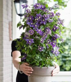 Clematis 'Taiga®' -Gartenpflanzen Geschäft 8910799994910