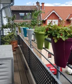 Corsica Flower Bridge® Weiß, 30 Cm ø 9 Corsica Flower Bridge® Weiß, 30 Cm ø -Gartenpflanzen Geschäft 8913447845918