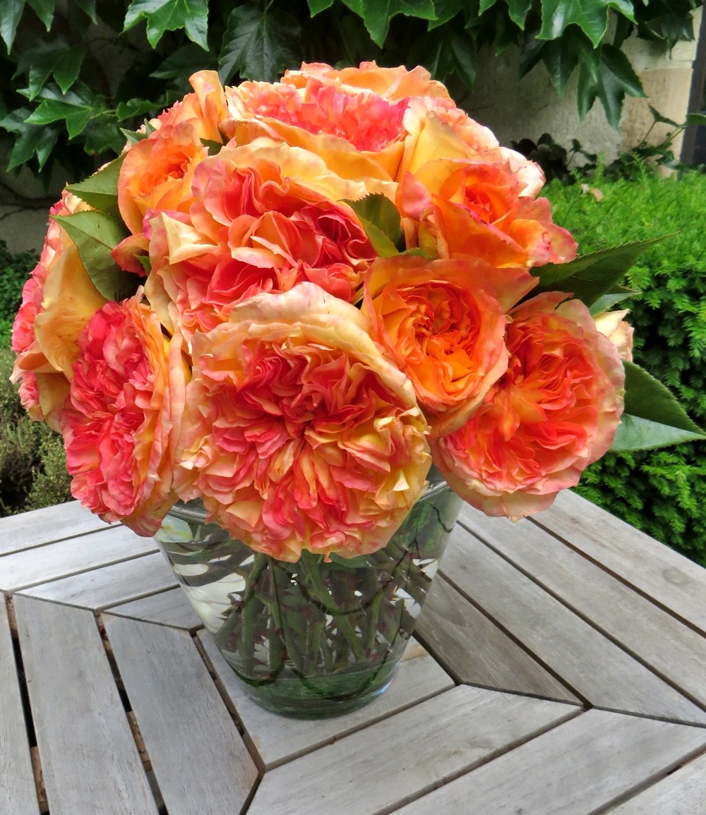 Parfum-Rose 'Henri Delbard®' 3 Parfum-Rose 'Henri Delbard®'