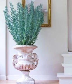 Senecio Aquarine® 'Mount Everest' -Gartenpflanzen Geschäft 8916960280606