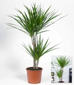 Dracena 'Marginata' Ca. 70-80 Cm Hoch -Gartenpflanzen Geschäft 8917879357470