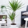 Dracena 'Marginata' Ca. 70-80 Cm Hoch -Gartenpflanzen Geschäft 8917879423006