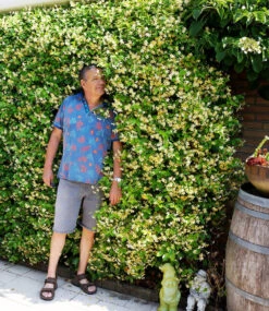 Winterharter Jasmin 'Star Of Toscane®' -Gartenpflanzen Geschäft 8925140615198