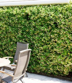 Winterharter Jasmin 'Star Of Toscane®' -Gartenpflanzen Geschäft 8925140680734