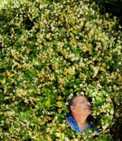 Winterharter Jasmin 'Star Of Toscane®' -Gartenpflanzen Geschäft 8925140811806