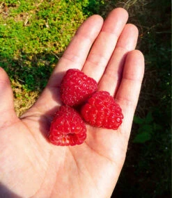 Himbeere Enrosadira® 'Endlosernte' -Gartenpflanzen Geschäft 8925171023902