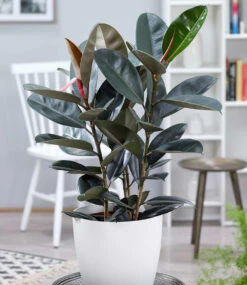 Zimmerpflanzen-Mix 'XXL' Ca. 60-90 Cm Hoch -Gartenpflanzen Geschäft 8925957783582