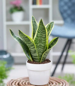 Zimmerpflanzen-Mix 'Bogenhanf-Duo' -Gartenpflanzen Geschäft 8925958242334