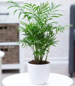 Zimmerpalmen-Set 8 Zimmerpalmen-Set -Gartenpflanzen Geschäft 8925959225374