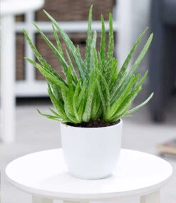 Zimmerpflanzen-Mix 'Grüne Lieblinge' -Gartenpflanzen Geschäft 8925959684126