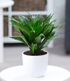 Zimmerpflanzen-Mix 'Grüne Lieblinge' -Gartenpflanzen Geschäft 8925959815198