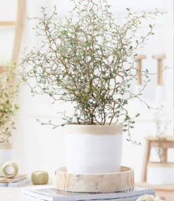 Zimmerpflanzen-Mix 'Pflegeleicht' -Gartenpflanzen Geschäft 8925961846814