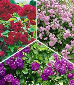 Rambler-Rosen-Kollektion