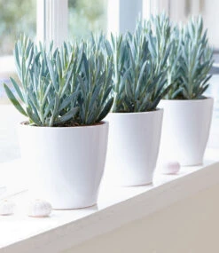 Senecio Aquarine® 'Mount Everest' -Gartenpflanzen Geschäft 8926803427358