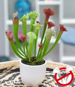 Schlauchpflanze 'Jutathip Soper'