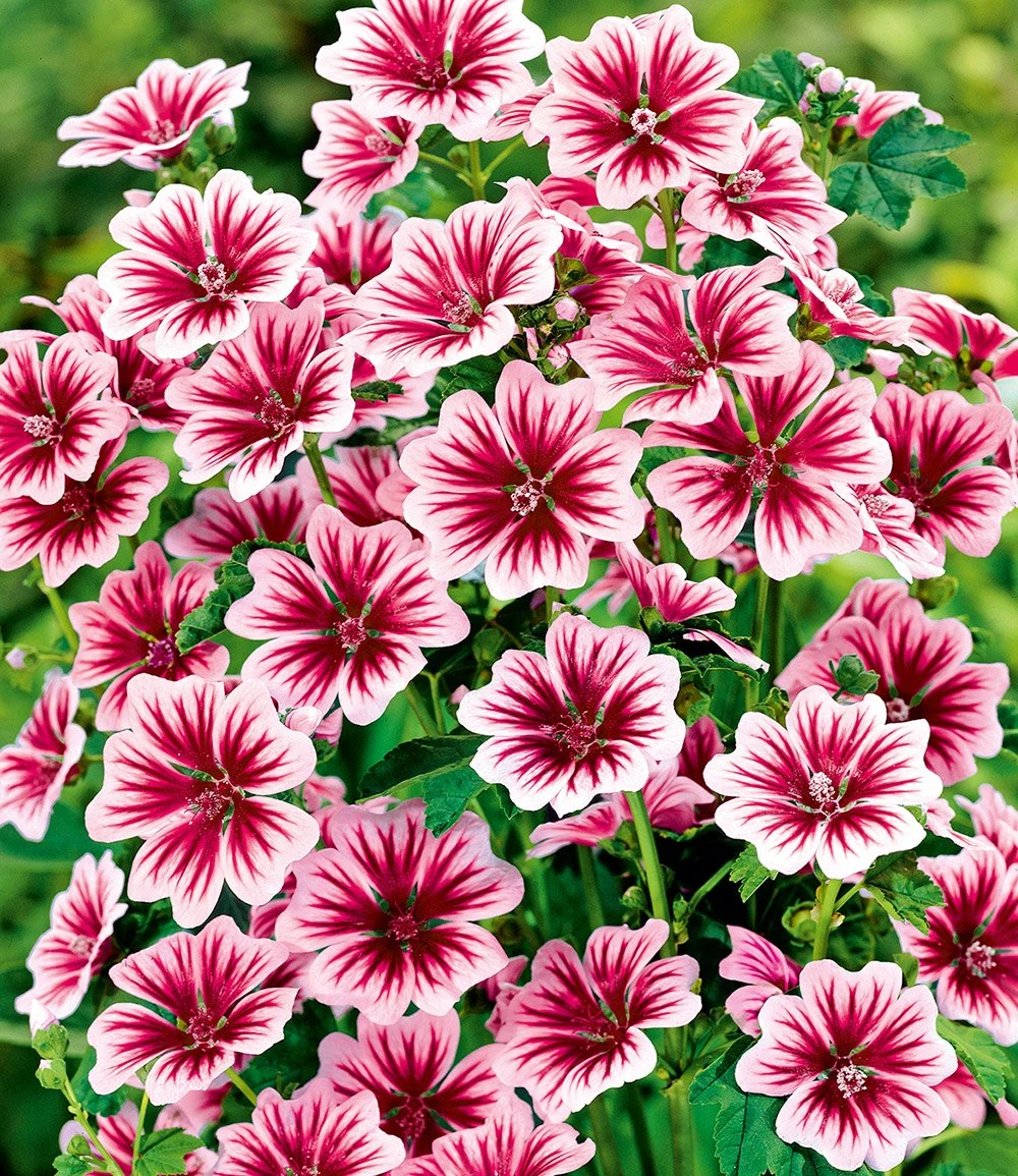 Winterhartes Stauden-Sonnenbeet 5 Winterhartes Stauden-Sonnenbeet – Bild 3