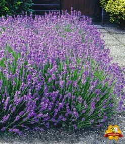 Winterhartes Stauden-Sonnenbeet 12 Winterhartes Stauden-Sonnenbeet -Gartenpflanzen Geschäft 8927512002590