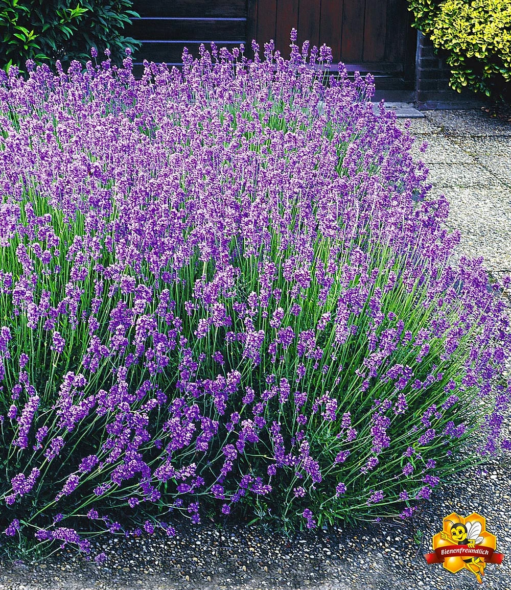 Winterhartes Stauden-Sonnenbeet 7 Winterhartes Stauden-Sonnenbeet – Bild 5