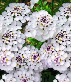 Winterhartes Stauden-Sonnenbeet 13 Winterhartes Stauden-Sonnenbeet -Gartenpflanzen Geschäft 8927512068126