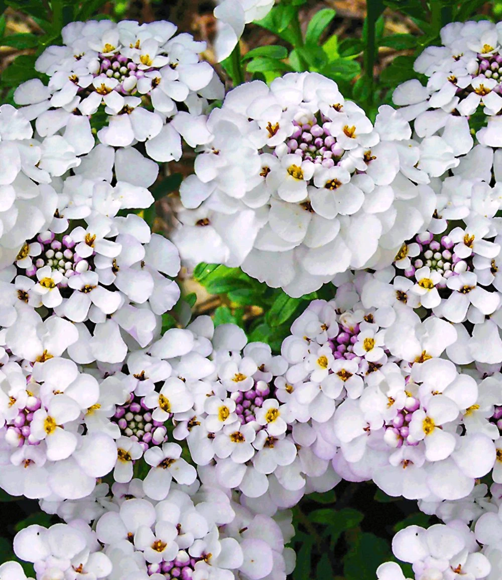 Winterhartes Stauden-Sonnenbeet 8 Winterhartes Stauden-Sonnenbeet – Bild 6