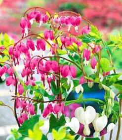 Winterhartes Stauden-Schattenbeet 11 Winterhartes Stauden-Schattenbeet -Gartenpflanzen Geschäft 8927514165278