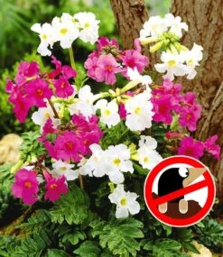 Winterhartes Stauden-Schattenbeet 12 Winterhartes Stauden-Schattenbeet -Gartenpflanzen Geschäft 8927514230814