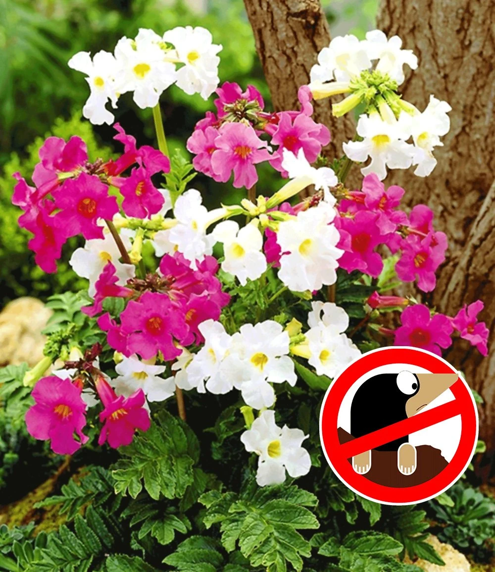 Winterhartes Stauden-Schattenbeet 7 Winterhartes Stauden-Schattenbeet – Bild 5