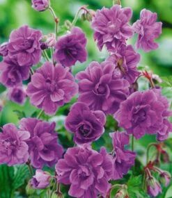 Winterhartes Staudenbeet 'Dauerblüher' -Gartenpflanzen Geschäft 8927515082782