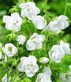 Winterhartes Staudenbeet 'Dauerblüher' -Gartenpflanzen Geschäft 8927515148318