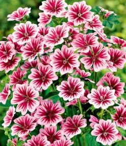 Winterhartes Staudenbeet 'Dauerblüher' -Gartenpflanzen Geschäft 8927515213854