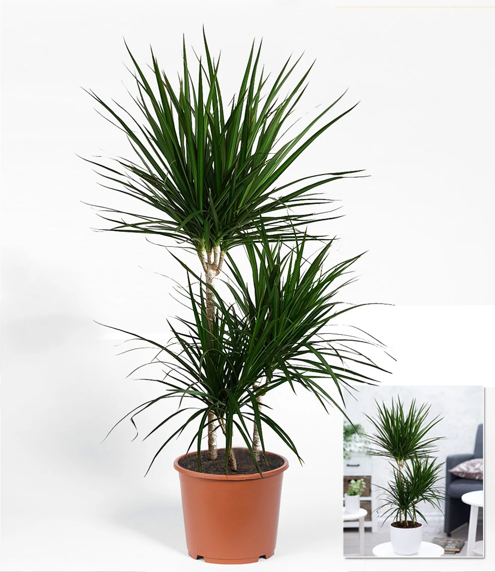 Dracena 'Marginata' Ca. 120-130 Cm Hoch 4 Dracena 'Marginata' Ca. 120-130 Cm Hoch – Bild 2