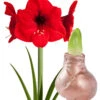 XL Wachs-Amaryllis 'Touch Of Gloss' Kupfer 2 XL Wachs-Amaryllis 'Touch Of Gloss' Kupfer -Gartenpflanzen Geschäft 8928818888734