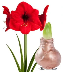 XL Wachs-Amaryllis 'Touch Of Gloss' Kupfer