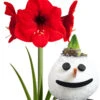 XL Wachs-Amaryllis 'X-mas' Schneemann -Gartenpflanzen Geschäft 8928819085342
