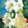 XL Weiße Wachs-Amaryllis 'Touch Of Magic' Gold
