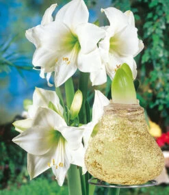 XL Weiße Wachs-Amaryllis 'Touch Of Magic' Gold