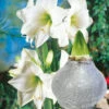 XL Weiße Wachs-Amaryllis 'Touch Of Glamour' Kristall-Grau -Gartenpflanzen Geschäft 8928819544094
