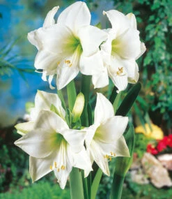 XL Weiße Wachs-Amaryllis 'Touch Of Glamour' Kristall-Weiß 7 XL Weiße Wachs-Amaryllis 'Touch Of Glamour' Kristall-Weiß -Gartenpflanzen Geschäft 8928819675166