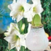XL Weiße Wachs-Amaryllis 'Touch Of Glamour' Kristall-Weiß