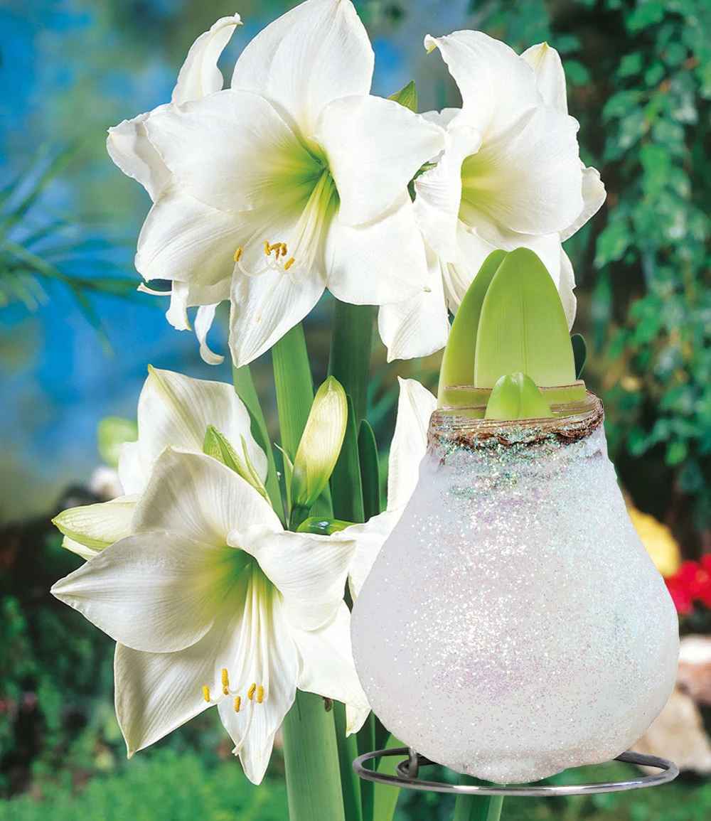 XL Weiße Wachs-Amaryllis 'Touch Of Glamour' Kristall-Weiß 3 XL Weiße Wachs-Amaryllis 'Touch Of Glamour' Kristall-Weiß